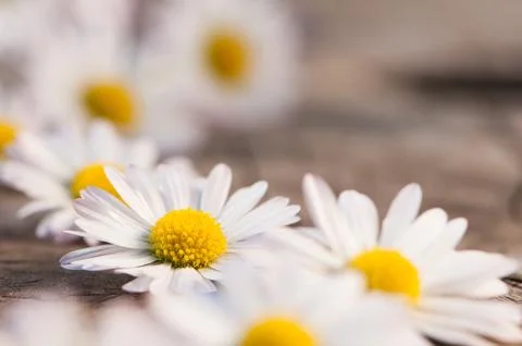 Daisy flowers 写真素材