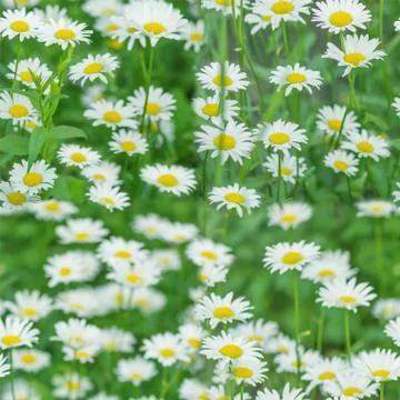 Daisy flowers seamless pattern Stock Photos
