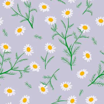 Daisy flowers. Seamless pattern. Vector illustration. Stock Illustration