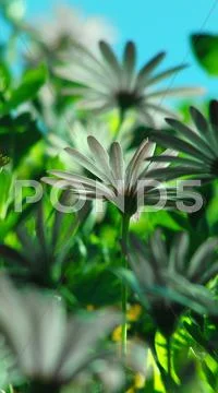 Daisy Flowers Spring Season USA Stock Photos