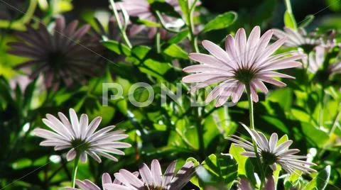 Daisy Flowers Spring Season USA Stock Photos