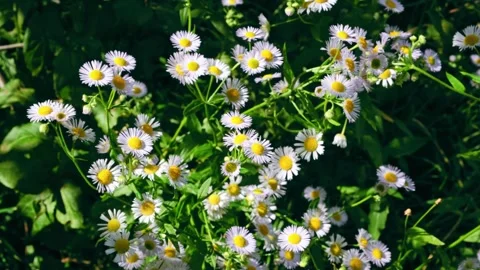 Daisy flowers swaving in the wind top view. Flowering field with chamomile Stock Footage 342819775