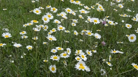 Daisy flowers sway in the wind in a daisy field	 Video stock 133264016