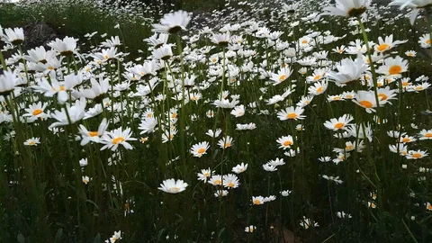 Daisy flowers swaying in the wind Vídeos de archivo 114952594