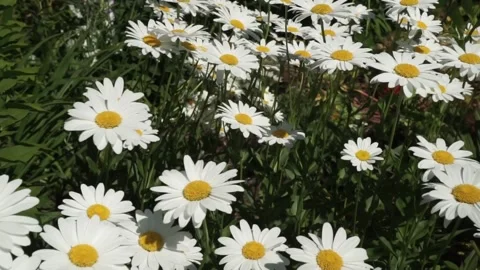 Daisy flowers swaying in the wind Stock Footage 157283399