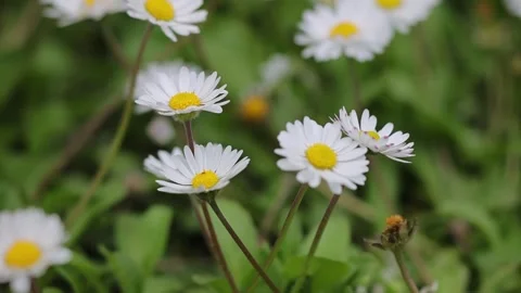 Daisy flowers swaying in the wind Video stock 303828168