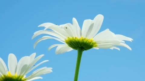 Daisy flowers swaying on the wind on a sunny day against a blue sky close-up Stock Footage 281143135