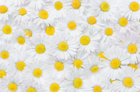 Daisy flowers texture Stock Photos