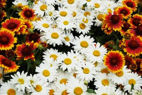 Daisy flowers texture Stock Photos