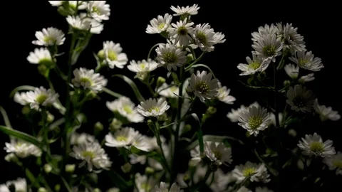 Daisy Flowers Timelapse 4K 動画素材 71939713