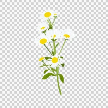 Daisy Flowers on Transparent Background Stock Illustration
