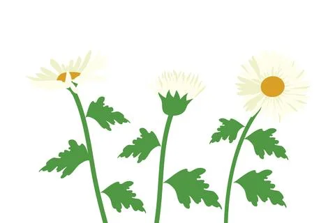 Daisy flowers, vector drawing wild plant isolated at white background Stock Illustration