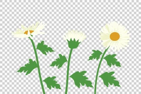 Daisy flowers, vector drawing wild plant isolated at white background Illustrazione stock