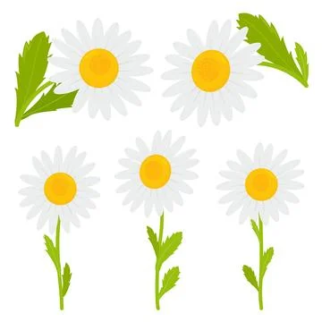 Daisy flowers. Vector illustration Stock Illustration
