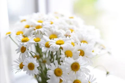 Daisy flowers on the window Foto stock