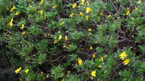Daisy flowers windy Stock Footage 92154467