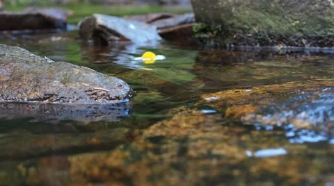 Daisy flowing on the river surface with authentic sound Stock Footage 52726604