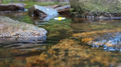 Daisy flowing on the river surface Stock Footage 52726863