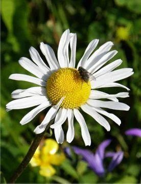 Daisy with fly Stock Photos