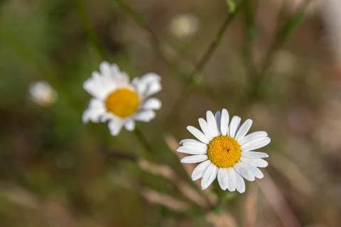 A daisy in focus against a blurred background of a wildflower field, Stock Photos