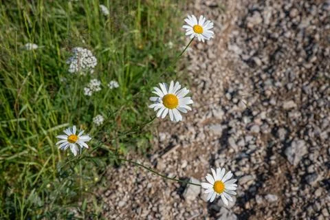 A daisy in focus against a blurred background of a wildflower field, Foto stock
