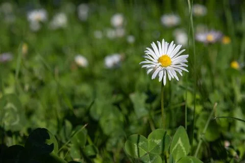 A daisy in focus against a blurred background of a wildflower field, Stock-Fotos