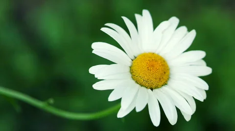 Daisy  Video stock 478036