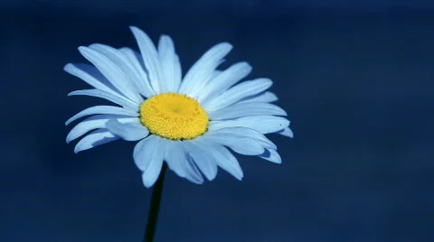 Daisy Video stock 478039