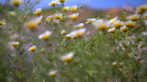 Daisy Stock Footage 489813