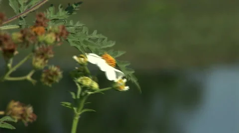 Daisy Stock Footage 5061266