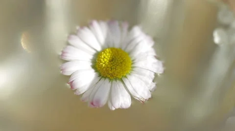 Daisy Stock Footage 5641100