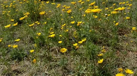 Daisy Stock Footage 10881041