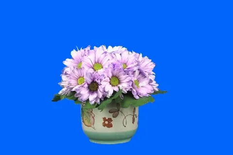 Daisy Stock Footage 19192739