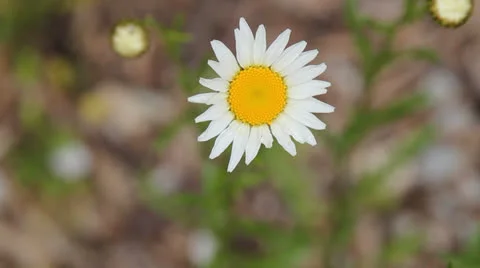 Daisy Stock Footage 24208324