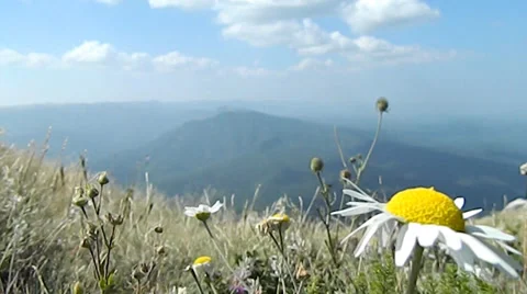 Daisy 動画素材 27615956