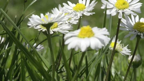 Daisy 库存影片 74089439