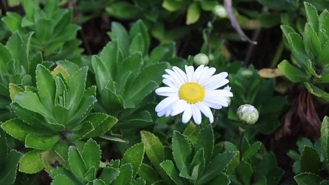 Daisy Stock Footage 83947098