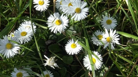 Daisy Stock Footage 104293617