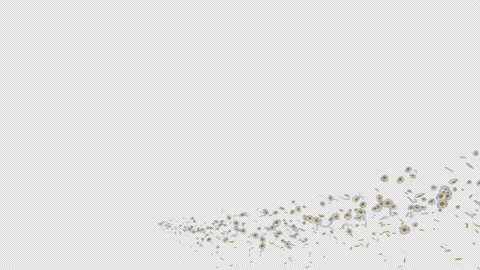 Daisy Stock Footage 151665821