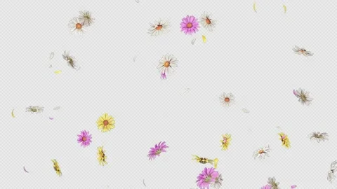 Daisy Stock Footage 169502444