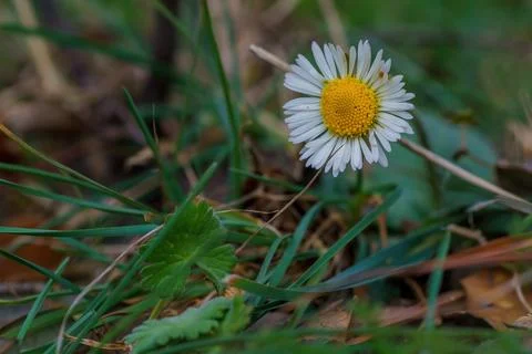 Daisy in the foreground in spring with branches and green leaves in the bac.. 写真素材