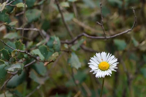 Daisy in the foreground in spring with branches and green leaves in the bac.. 写真素材
