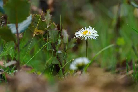 Daisy in the foreground in spring with branches and green leaves in the bac.. 写真素材