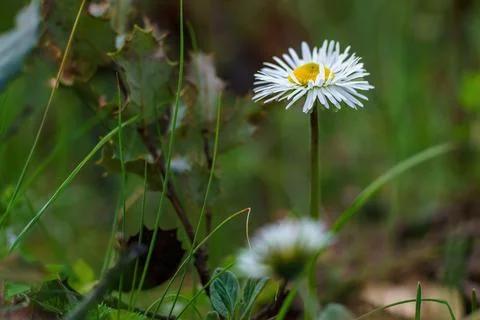 Daisy in the foreground in spring with branches and green leaves in the bac.. 写真素材