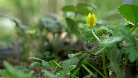 Daisy Forest Floor with Dew Stock Footage 131157918