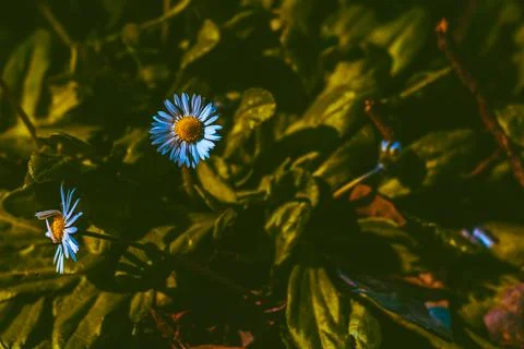 Daisy on the forest ground at spring. Spring blossom background photo. Stock Photos