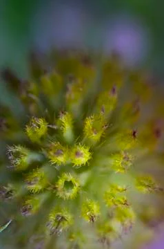 Daisy fruit Stock Photos