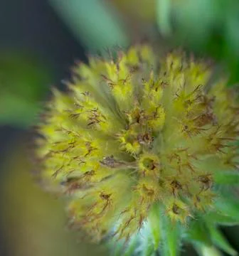 Daisy fruit Stock Photos