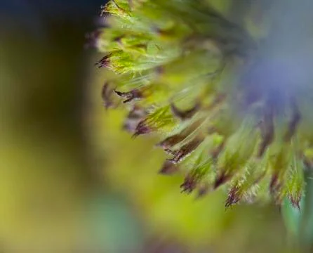 Daisy fruit Stock Photos