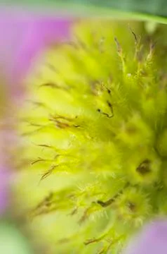 Daisy fruit Stock Photos